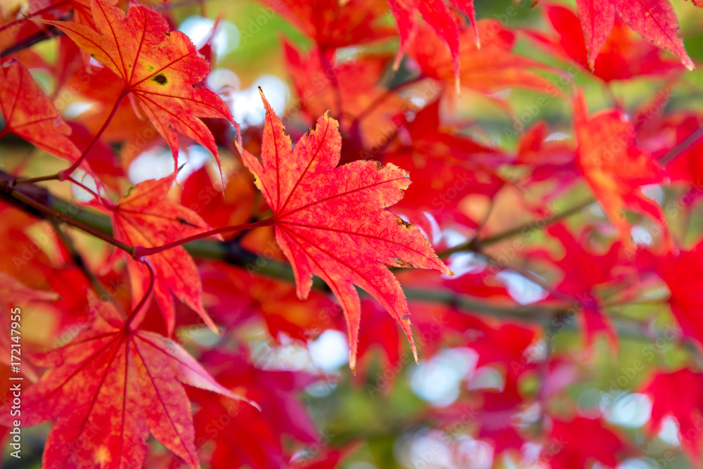 Close up of Red maple leaves in branch of trees during Autumn season as Texture
