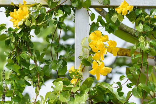 Fototapeta Naklejka Na Ścianę i Meble -  Metal fence with beautiful yellow flowers against summer blue sky background,Cat's Claw, Catclaw Vine, Cat's Claw Creeper plants