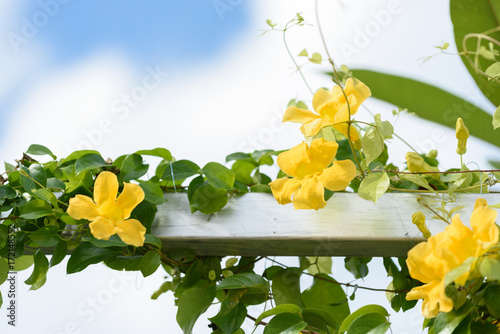 Fototapeta Naklejka Na Ścianę i Meble -  Metal fence with beautiful yellow flowers against summer blue sky background,Cat's Claw, Catclaw Vine, Cat's Claw Creeper plants