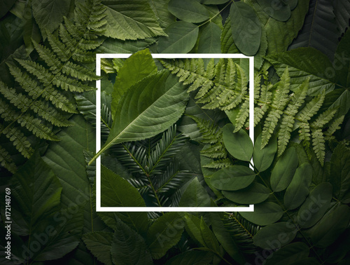 Botanical leaves concept of wild jungle foliage with empty space.
