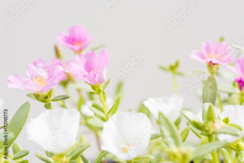 Beautiful Common Purslane  Verdolaga  Pigweed  Little Hogweed  Pusley flowers field background in sunny day