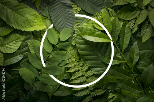 Botanical leaves circle concept of wild jungle foliage with empty space.
