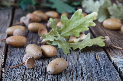 Oak acorn on rustic table in fall time