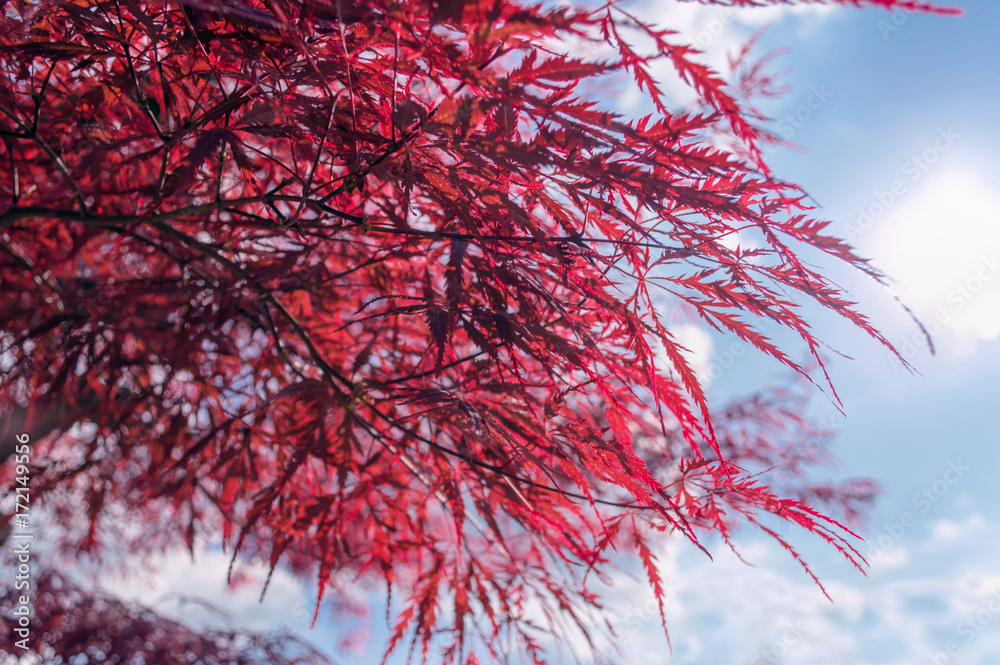 Naklejka premium red japanese maple tree