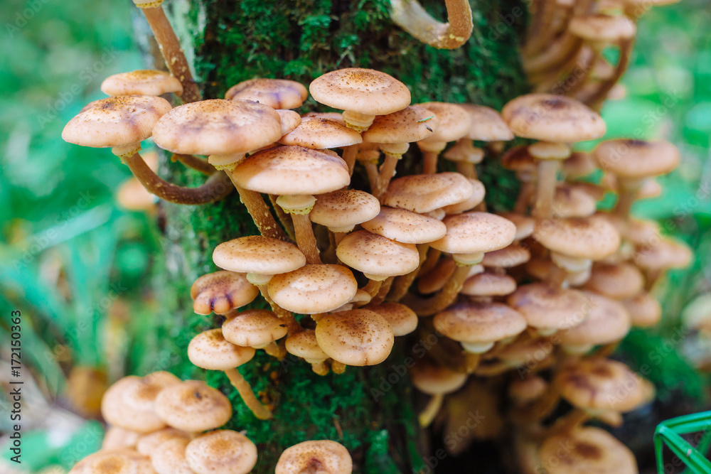 mushrooms honey agarics in a forest on a tree mushrooms honey agarics in a forest on a tree