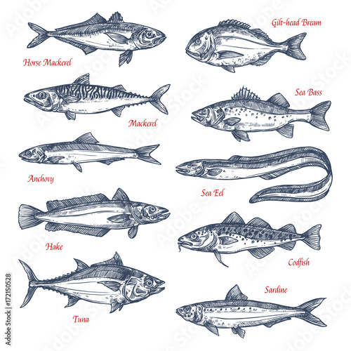 Vector sketch icons of sea and ocean fish