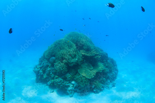 南国の海 / サンゴの根