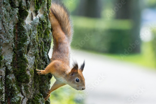 Fototapeta squirrel on a branch