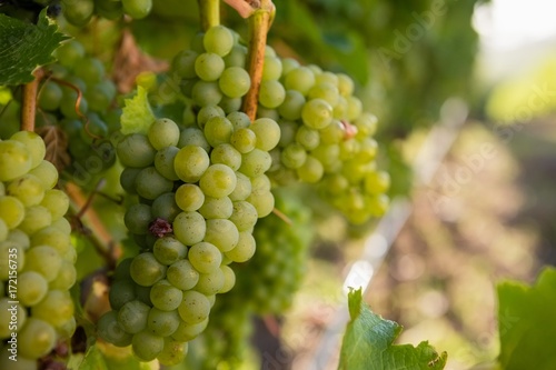 Wallpaper Mural Ripe grapes in vineyard Torontodigital.ca
