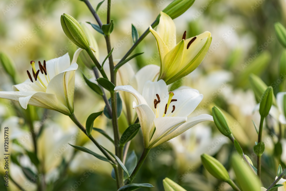 Obraz premium 白いユリの花