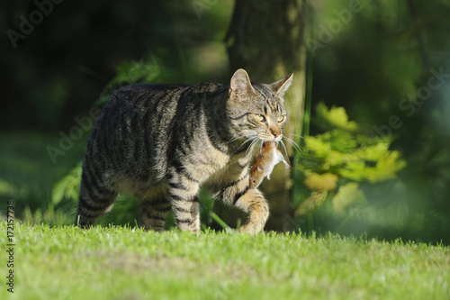 Nice domestic cat carrying small rodent prey in natural garden environment background photo