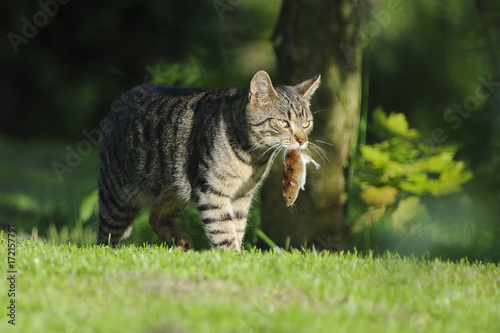 Photography Nice domestic cat carrying small rodent prey in natural garden environment backg