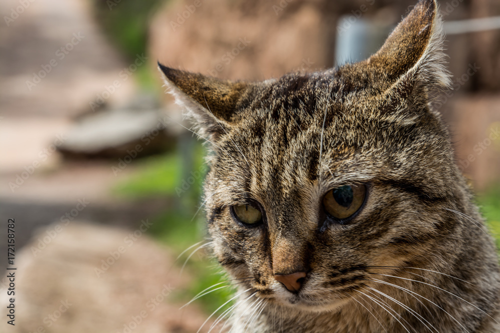 A cat at Delphi Greece