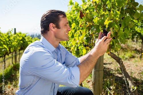 Vintner examining grapes in vineyard