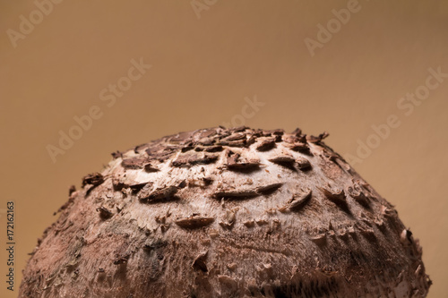 Parasol - cup of mushroom - closeup and detail of plant. Spherical and rounded surface is brown, rough and rugged. Abstract nature with plain background as copy space photo