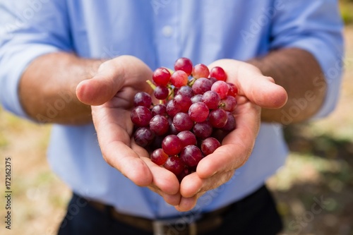 Mid section of man holding harvested grapes