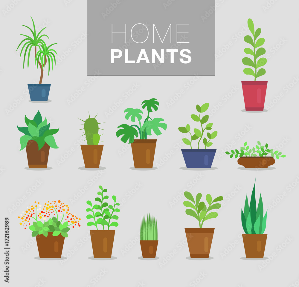 home plants vector set