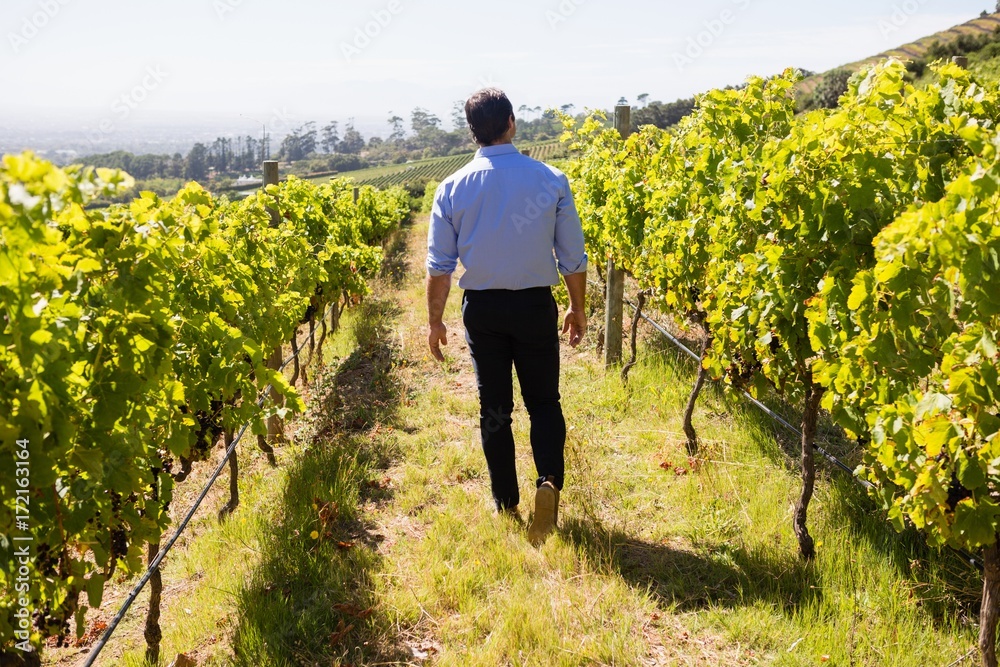 Rear view of vintner walking in vineyard