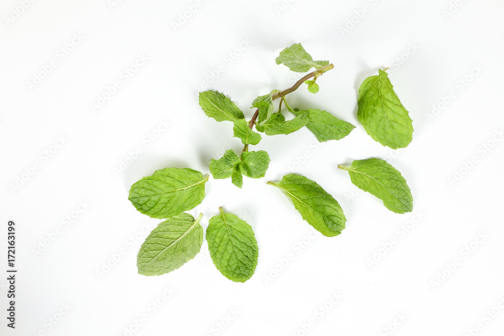 Green Mint Leaf. Green Mint Leaf.