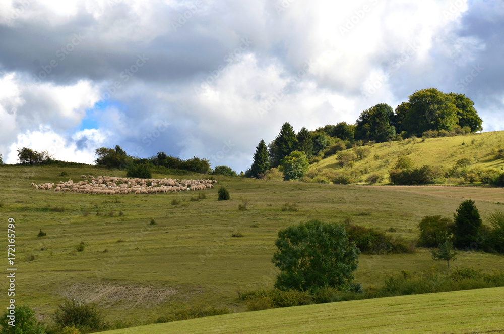 Fototapeta premium Schafherde in der thüringischen Rhön