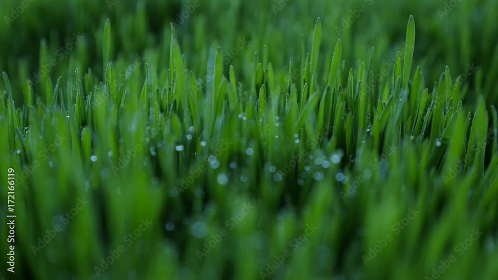 dew drops in lights on green grass