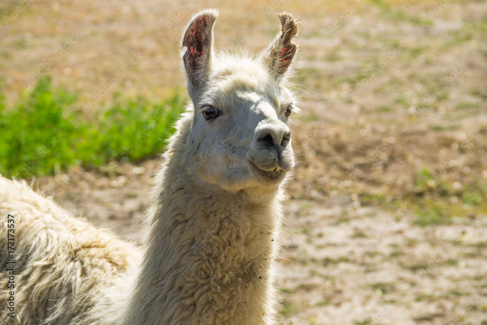 Obraz premium Portrait of a white lama
