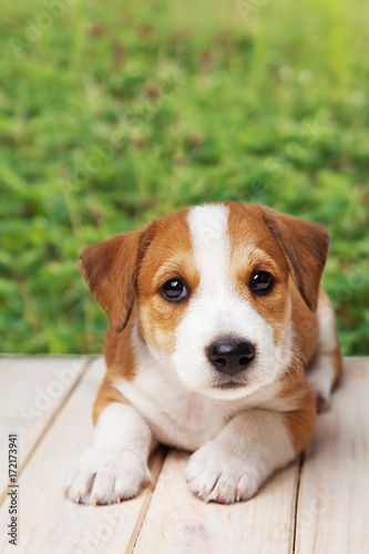Jack Russell Terrier puppy outdoors lies on wood floor