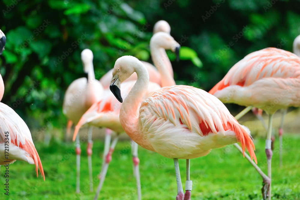 Pink flamingos (Phoenicopterus roseus) against green background Pink flamingos (Phoenicopterus roseus) against green background