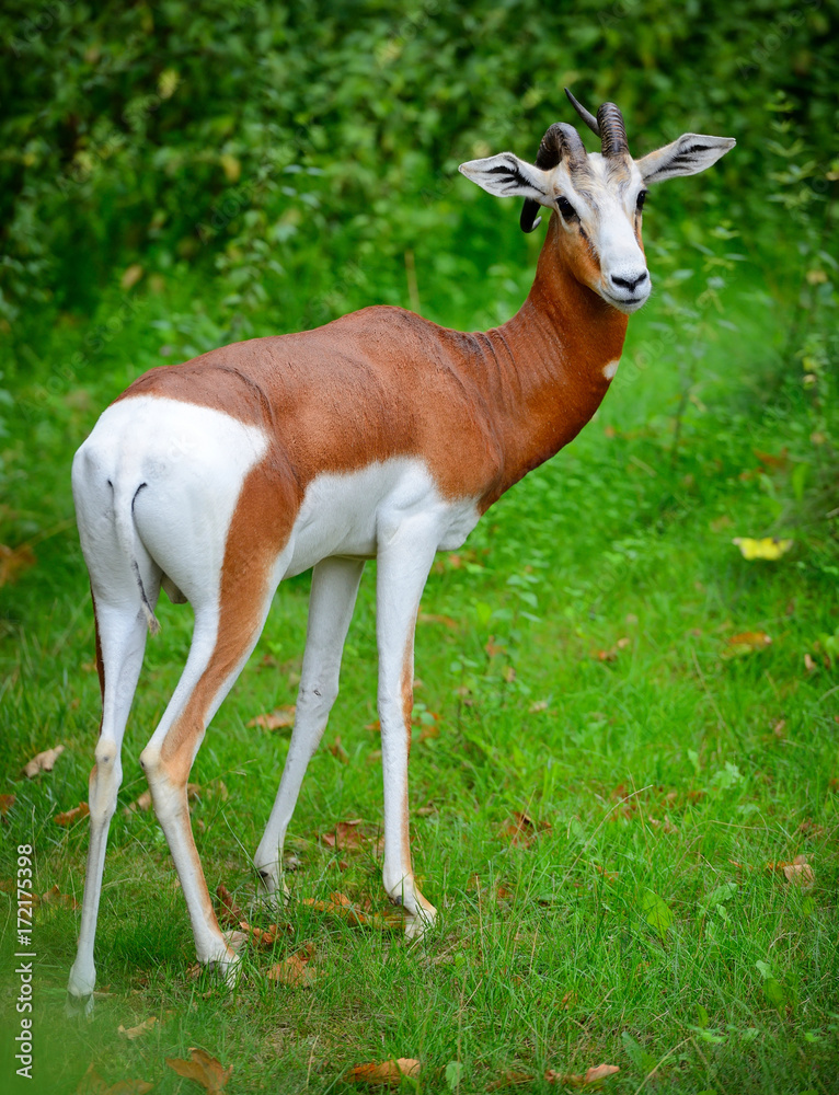 Springbok antelope (Antidorcas marsupialis)
