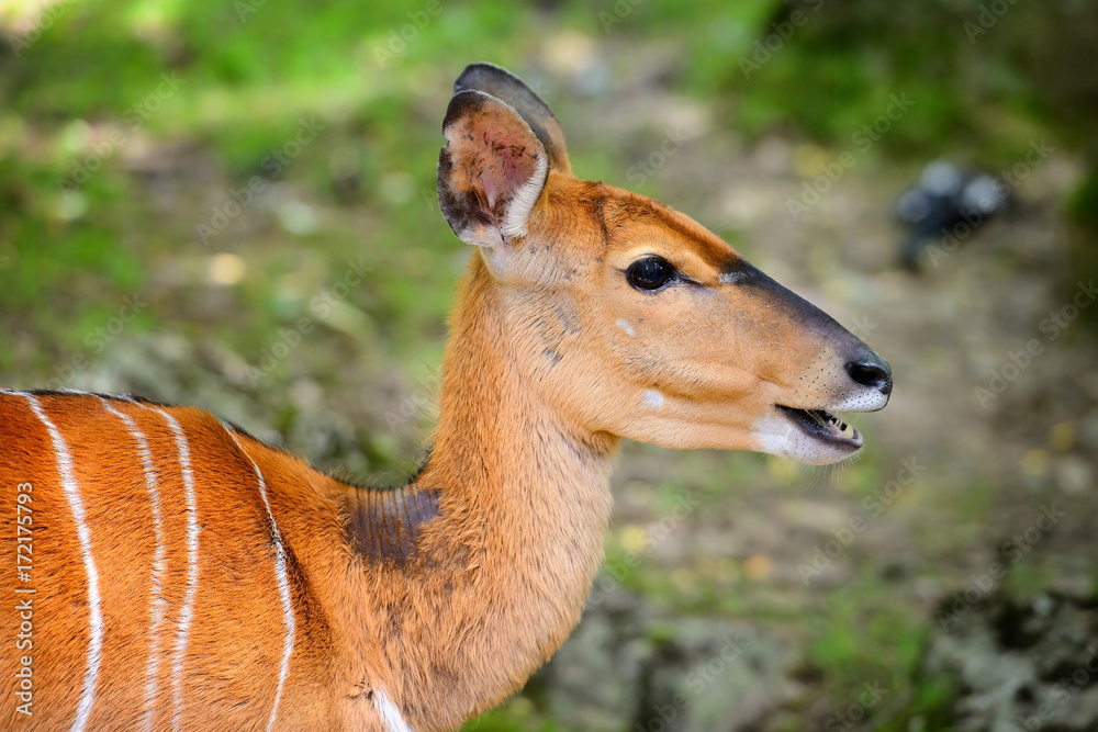 Lowland Nyala (Tragelaphus angasii) portrait of a cute famale Lowland Nyala (Tragelaphus angasii) portrait of a cute famale
