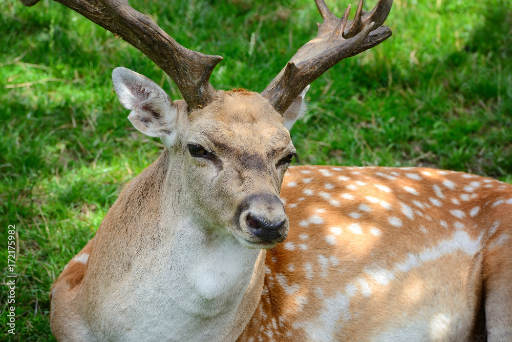 Obraz premium Male adult Sika Deer resting on the grass