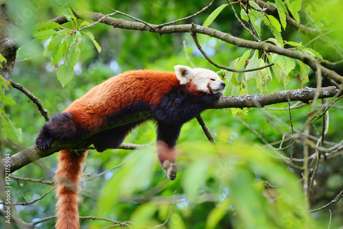 Fototapeta Naklejka Na Ścianę i Meble -  Red Panda, Firefox or Lesser Panda (Ailurus fulgens) resting in a tree
