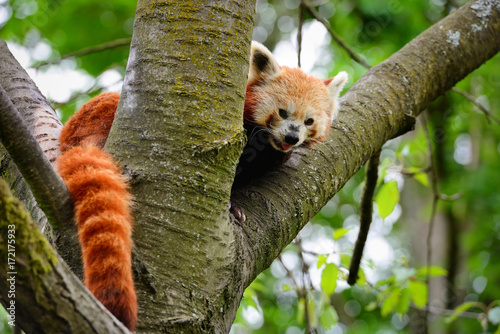 Red Panda, Firefox or Lesser Panda (Ailurus fulgens) sitting in a tree