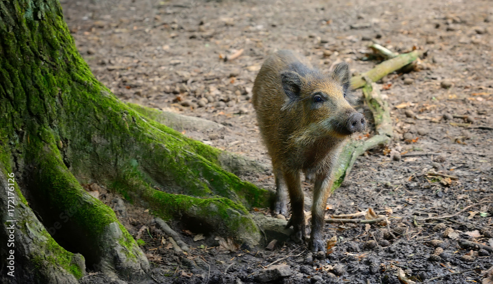 Obraz premium Young wild boar in the forest. Selective focus