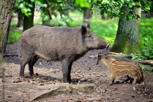 Wild boar family, mother with little striped piglet walking in the forest