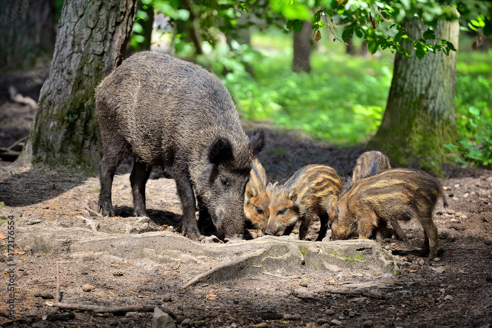 Wild boar family with striped piglets in the forest