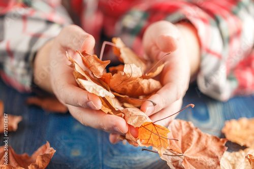 hand holding yellow maple leaves photo