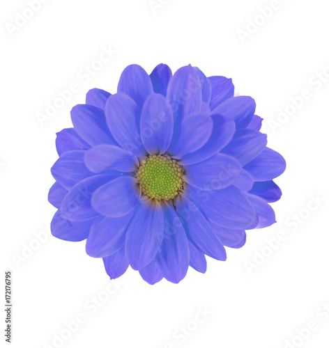 Beautiful background of blue daisy flower isolated on white