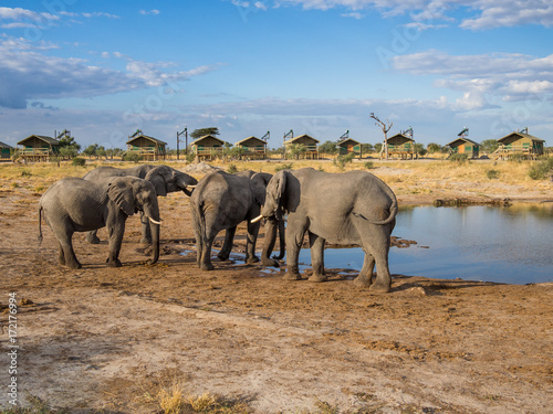 Group of African elephants drinking at water hole with safari tents of lodge in background  Botswana  Africa