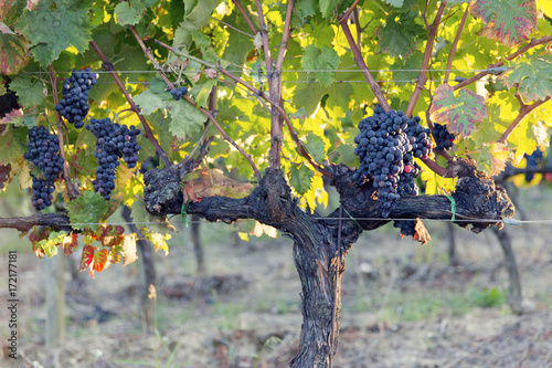 Europe,Italy,Umbria,Perugia district,Montefalco..Grape vine in autumn