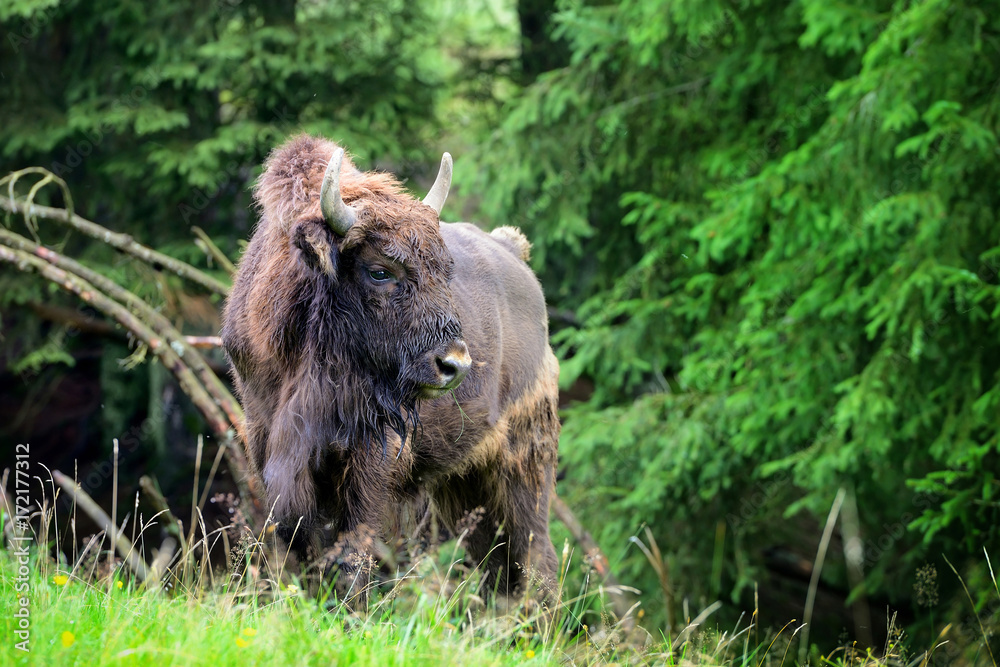 Fototapeta premium European Bison in the forest. Wisent. Bison bonasus