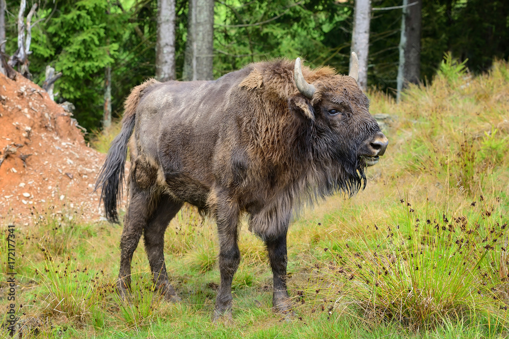 Fototapeta premium European Bison in the forest. Wisent. Bison bonasus