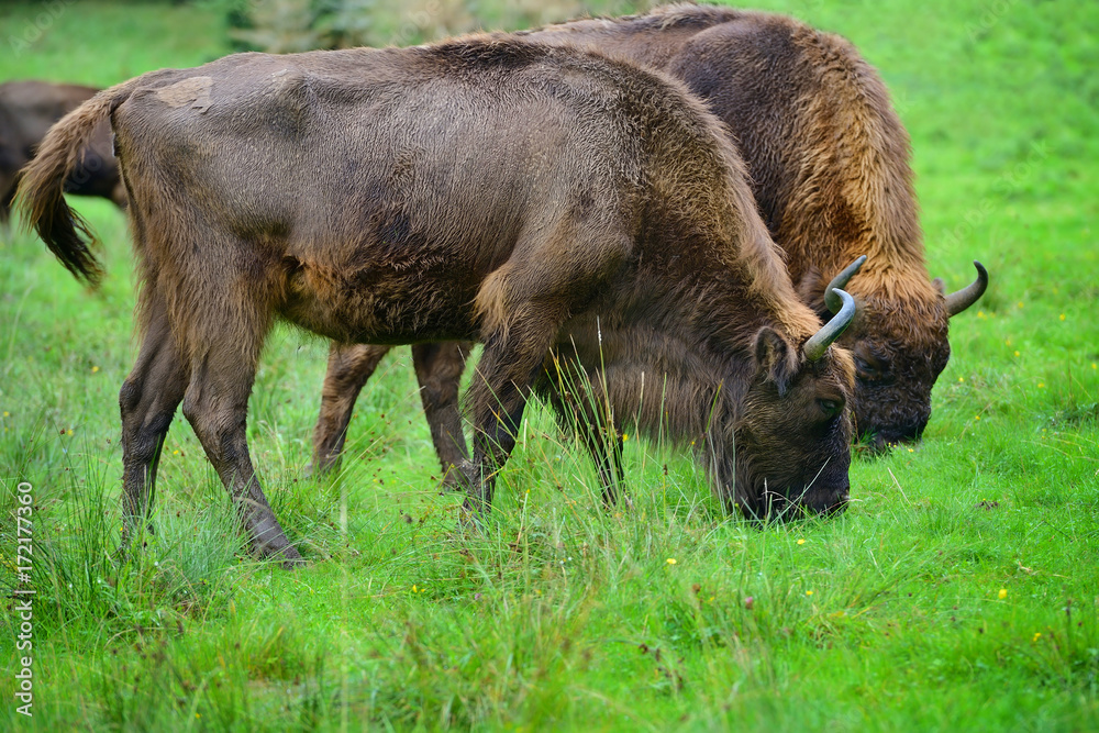 Two adult European bisons in the meadow. Wisent. Bison bonasus Two adult European bisons in the meadow. Wisent. Bison bonasus