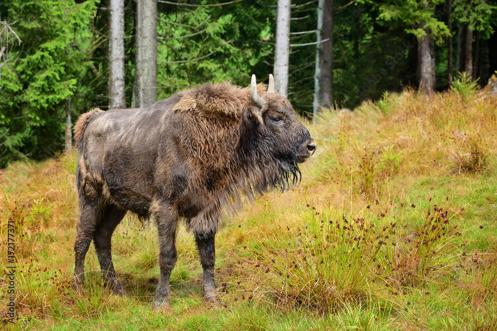 European Bison in the forest. Wisent. Bison bonasus European Bison in the forest. Wisent. Bison bonasus