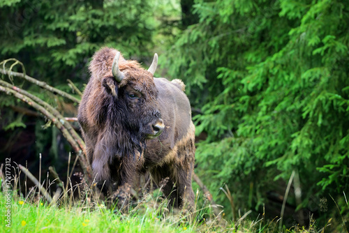 European Bison in the forest. Wisent. Bison bonasus