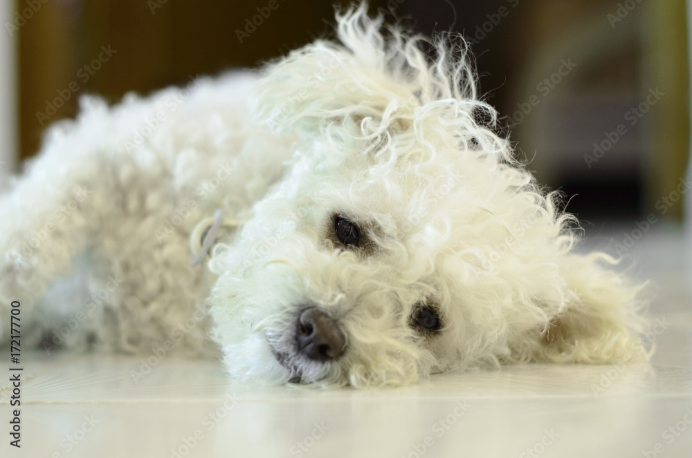 Precioso perro de raza caniche blanco en primer plano tumbado en el suelo  mirando a la cámara foto de Stock | Adobe Stock