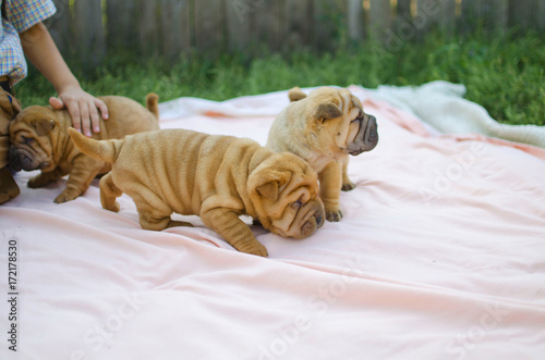 Three cute shar pei puppies. Lovely pets - brown little dogs.