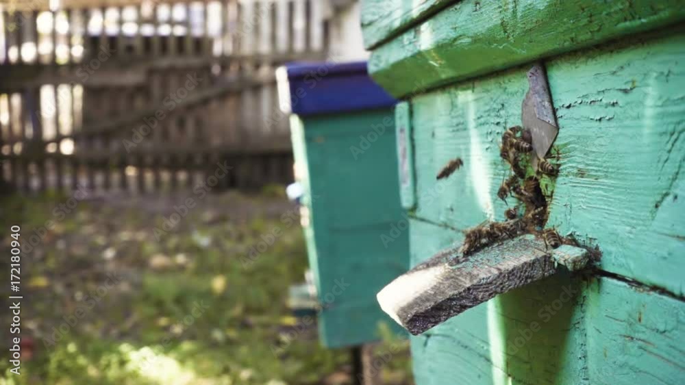 bees flying in and out beehive close up view bees flying in and out beehive close up view