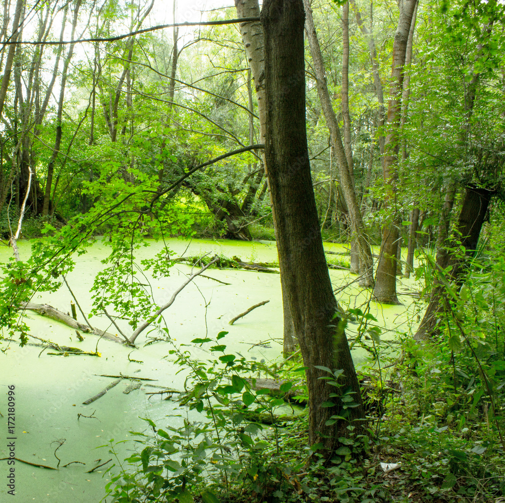 Obraz premium Bottomland forest