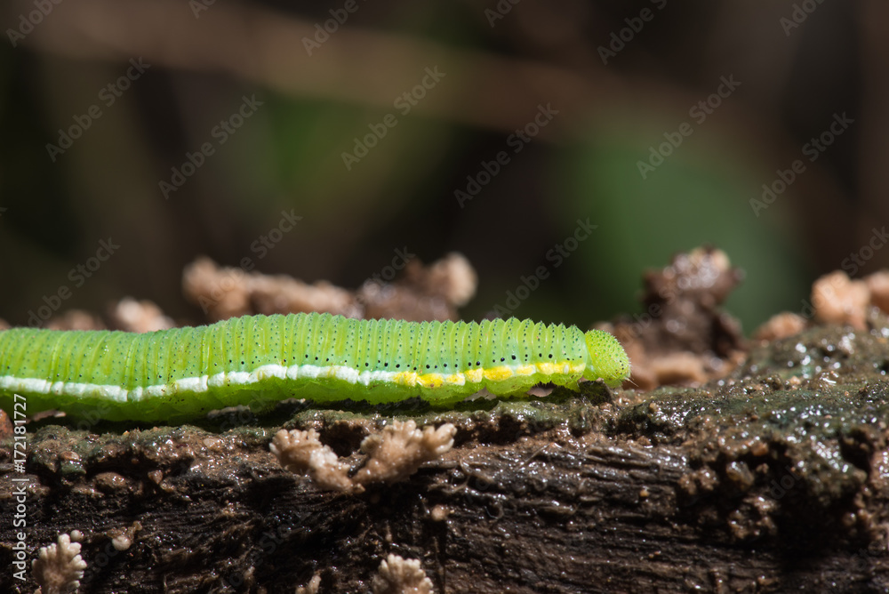 Caterpillar (The common grass yellow) Caterpillar (The common grass yellow)